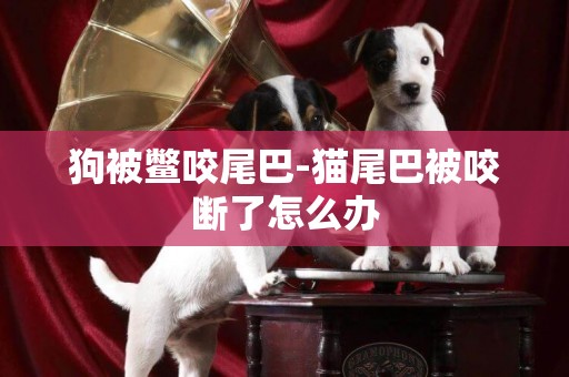 狗被鱉咬尾巴-貓尾巴被咬斷了怎么辦