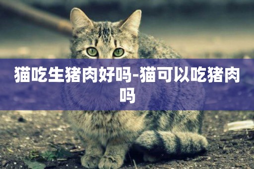 貓吃生豬肉好嗎-貓可以吃豬肉嗎