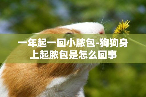 一年起一回小膿包-狗狗身上起膿包是怎么回事