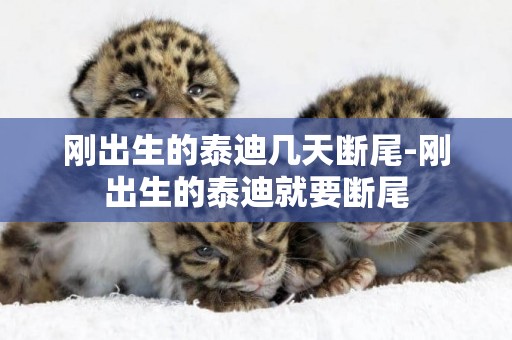 剛出生的泰迪幾天斷尾-剛出生的泰迪就要斷尾