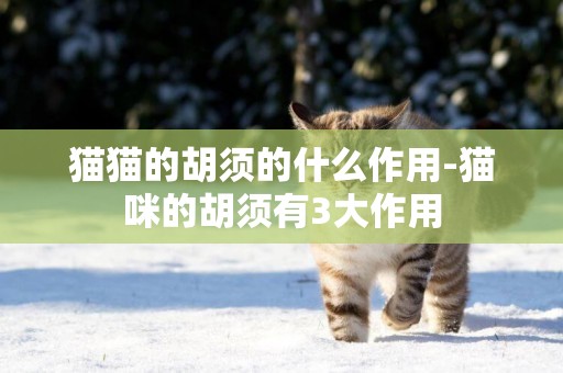 貓貓的胡須的什么作用-貓咪的胡須有3大作用