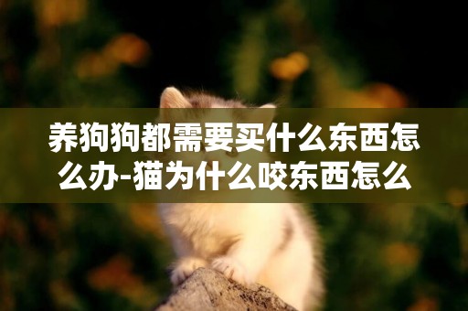 養狗狗都需要買什么東西怎么辦-貓為什么咬東西怎么辦