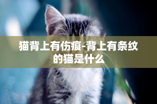 貓背上有傷痕-背上有條紋的貓是什么