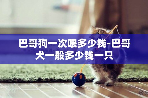 巴哥狗一次喂多少錢-巴哥犬一般多少錢一只