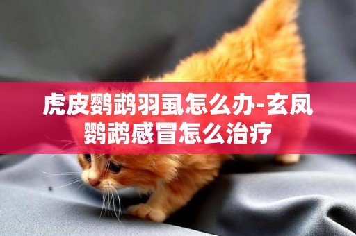 虎皮鸚鵡羽虱怎么辦-玄鳳鸚鵡感冒怎么治療