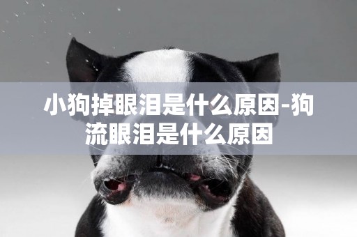 小狗掉眼淚是什么原因-狗流眼淚是什么原因