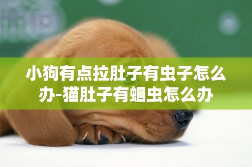 小狗有點拉肚子有蟲子怎么辦-貓肚子有蛔蟲怎么辦