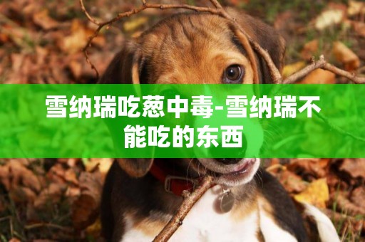 雪納瑞吃蔥中毒-雪納瑞不能吃的東西