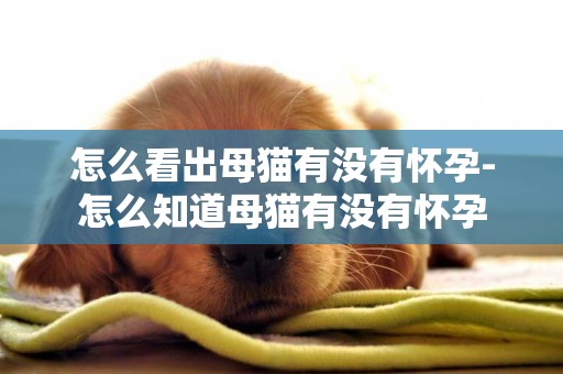 怎么看出母貓有沒有懷孕-怎么知道母貓有沒有懷孕