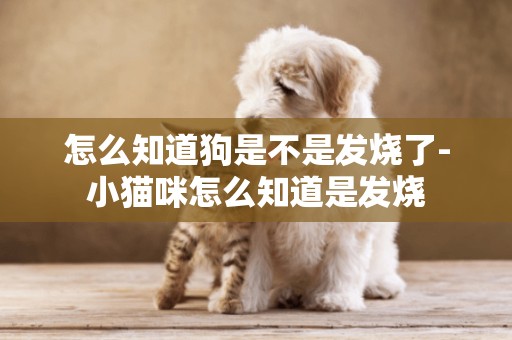 怎么知道狗是不是發燒了-小貓咪怎么知道是發燒