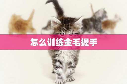 怎么訓練金毛握手
