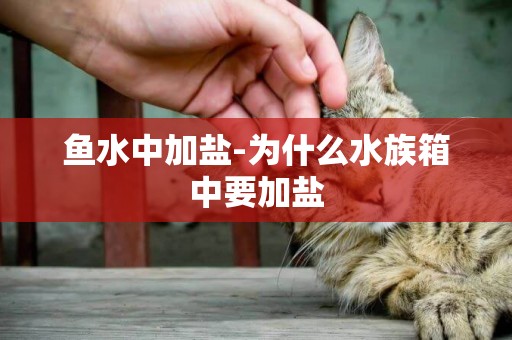 魚水中加鹽-為什么水族箱中要加鹽