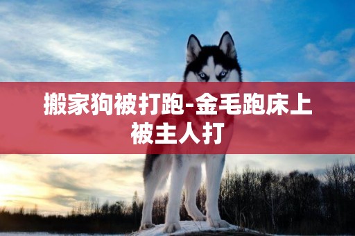 搬家狗被打跑-金毛跑床上被主人打