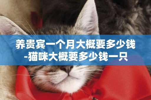 養貴賓一個月大概要多少錢-貓咪大概要多少錢一只