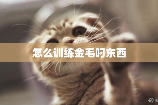 怎么訓練金毛叼東西