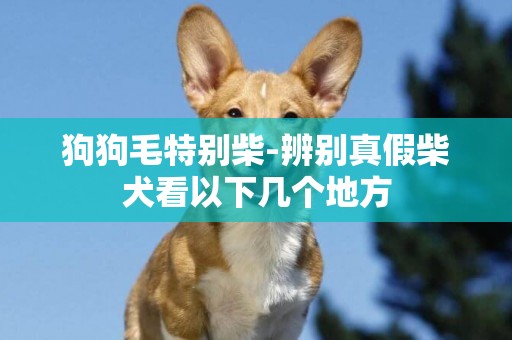 狗狗毛特別柴-辨別真假柴犬看以下幾個地方