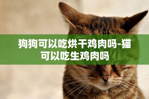 狗狗可以吃烘干雞肉嗎-貓可以吃生雞肉嗎