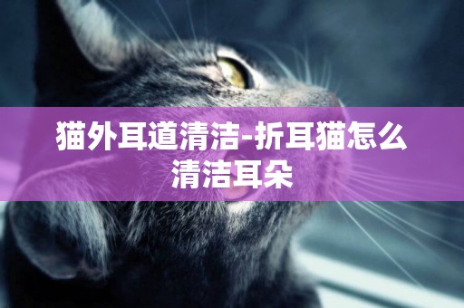 貓外耳道清潔-折耳貓怎么清潔耳朵