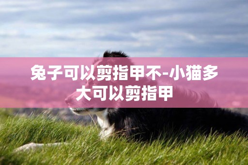 兔子可以剪指甲不-小貓多大可以剪指甲