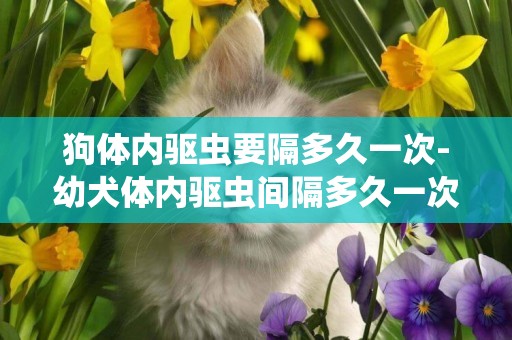 狗體內驅蟲要隔多久一次-幼犬體內驅蟲間隔多久一次