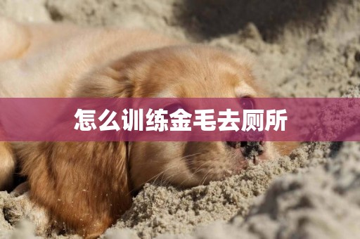 怎么訓練金毛去廁所