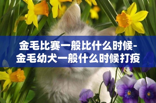 金毛比賽一般比什么時候-金毛幼犬一般什么時候打疫苗