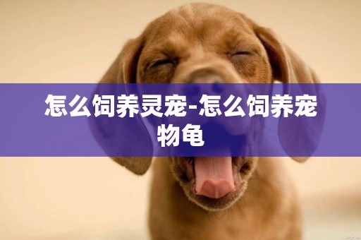 怎么飼養靈寵-怎么飼養寵物龜