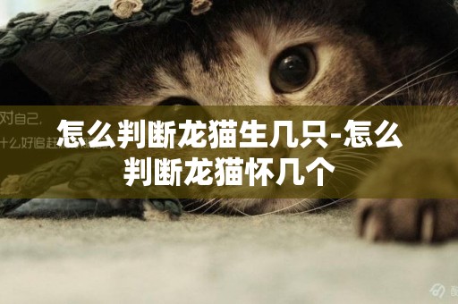 怎么判斷龍貓生幾只-怎么判斷龍貓懷幾個
