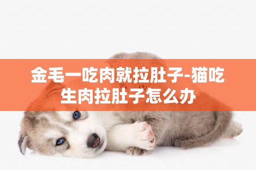 金毛一吃肉就拉肚子-貓吃生肉拉肚子怎么辦
