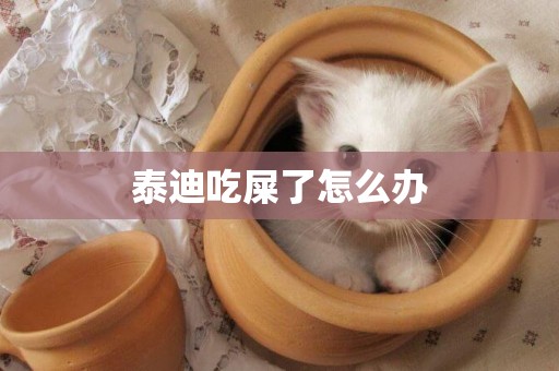 泰迪吃屎了怎么辦