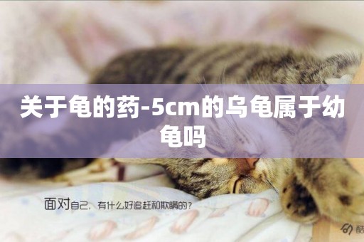 關于龜的藥-5cm的烏龜屬于幼龜嗎
