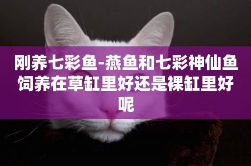 剛養七彩魚-燕魚和七彩神仙魚飼養在草缸里好還是裸缸里好呢