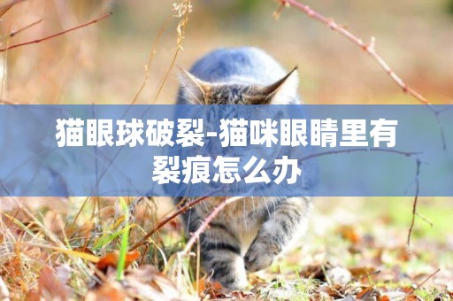 貓眼球破裂-貓咪眼睛里有裂痕怎么辦