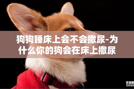狗狗睡床上會不會撒尿-為什么你的狗會在床上撒尿