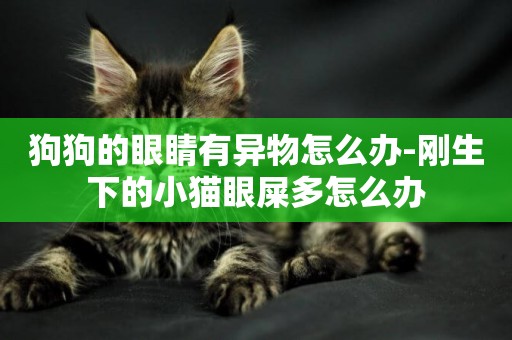 狗狗的眼睛有異物怎么辦-剛生下的小貓眼屎多怎么辦