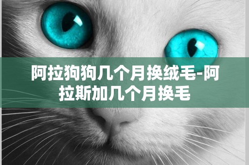 阿拉狗狗幾個月換絨毛-阿拉斯加幾個月換毛