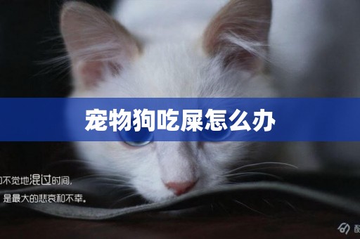 寵物狗吃屎怎么辦
