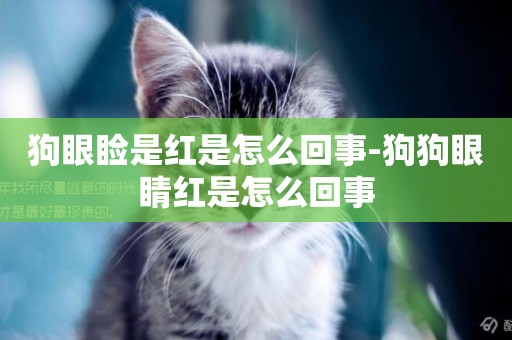 狗眼瞼是紅是怎么回事-狗狗眼睛紅是怎么回事