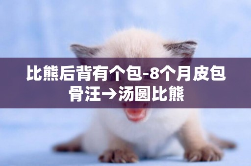 比熊后背有個包-8個月皮包骨汪→湯圓比熊