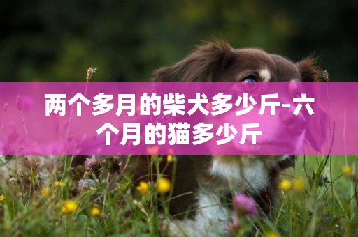 兩個多月的柴犬多少斤-六個月的貓多少斤