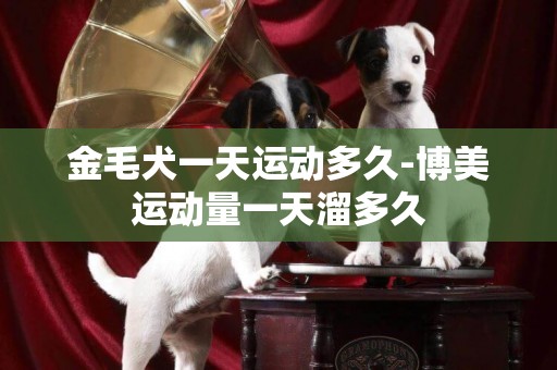 金毛犬一天運動多久-博美運動量一天溜多久