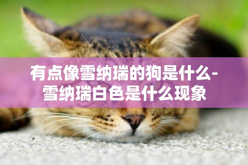 有點像雪納瑞的狗是什么-雪納瑞白色是什么現象