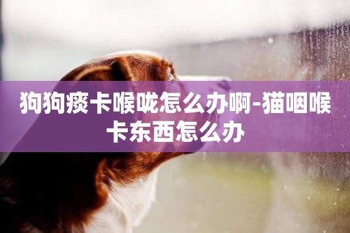 狗狗痰卡喉嚨怎么辦啊-貓咽喉卡東西怎么辦