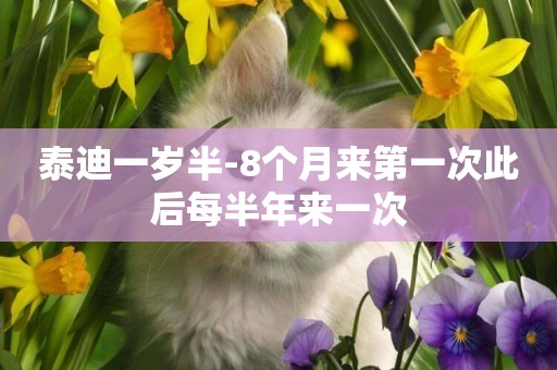 泰迪一歲半-8個月來第一次此后每半年來一次