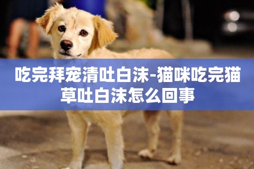 吃完拜寵清吐白沫-貓咪吃完貓草吐白沫怎么回事