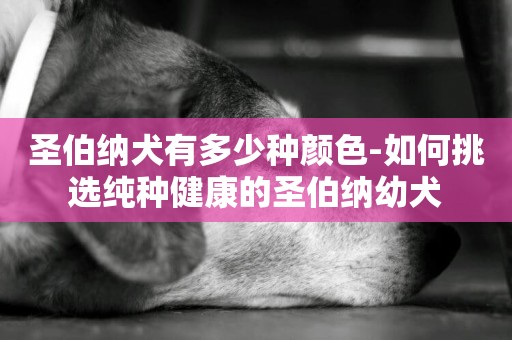 圣伯納犬有多少種顏色-如何挑選純種健康的圣伯納幼犬