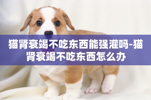貓腎衰竭不吃東西能強灌嗎-貓腎衰竭不吃東西怎么辦