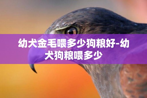 幼犬金毛喂多少狗糧好-幼犬狗糧喂多少