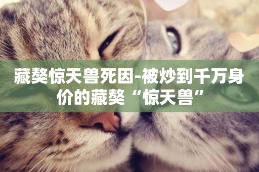 藏獒驚天獸死因-被炒到千萬身價的藏獒“驚天獸”