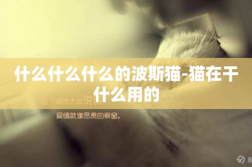 什么什么什么的波斯貓-貓在干什么用的